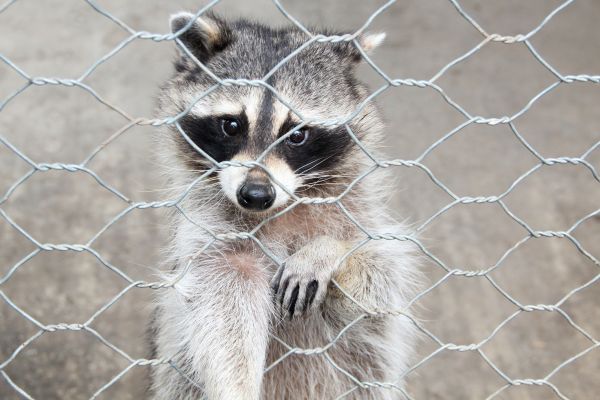 Baton Rouge Wildlife Removal