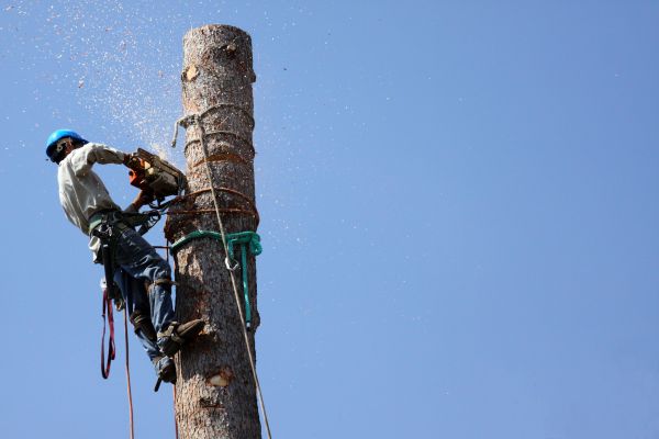 Baton Rouge Tree Removal